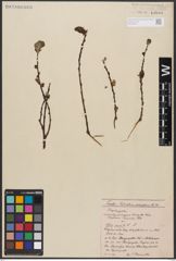 Foto von Salix aurita L.